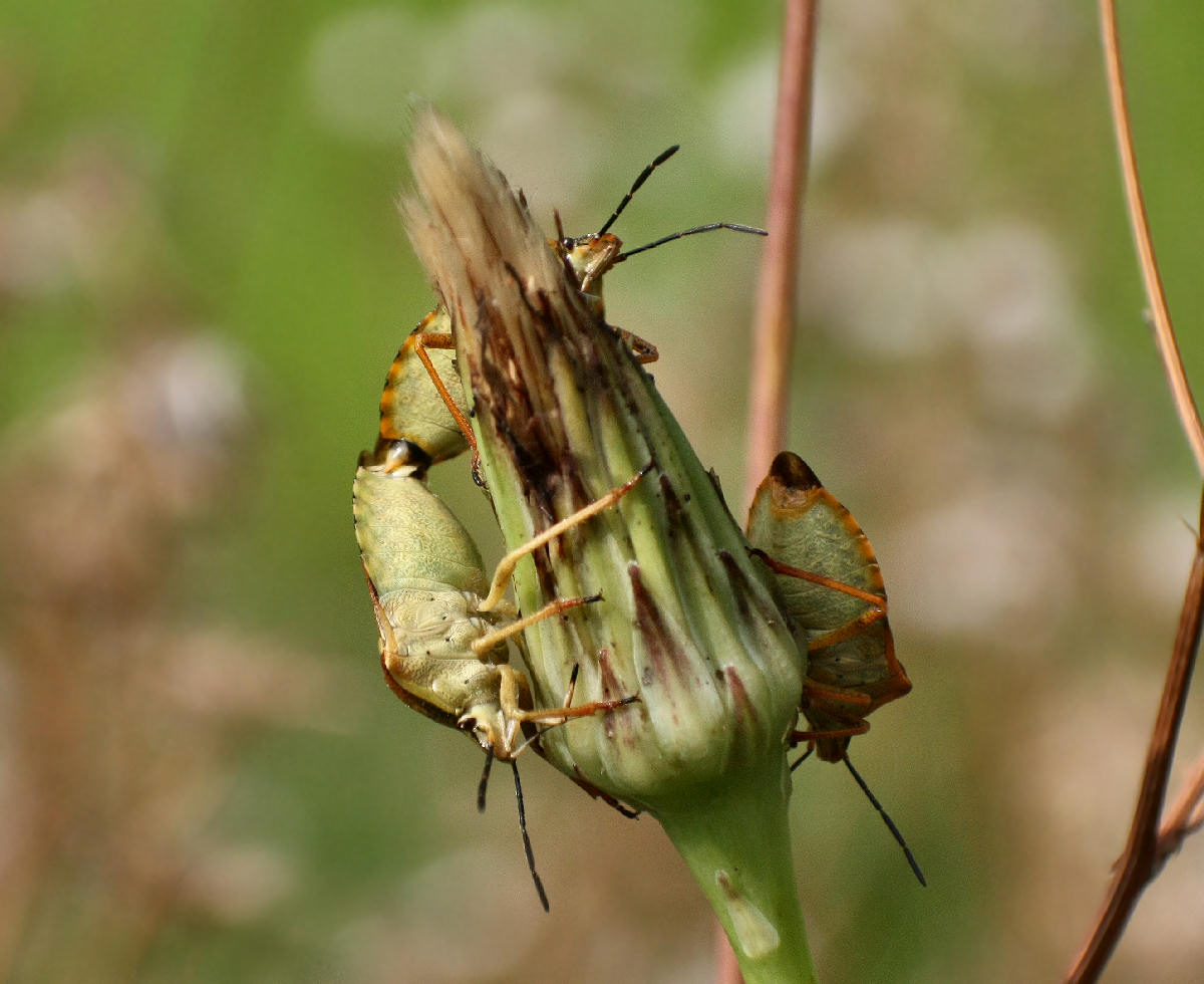 Carpocoris purpureipennis  - e il terzo che ci fa ?